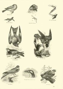 Seite aus dem Bildmuseum der belebten Natur von English School