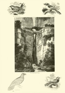 Seite aus dem Bildmuseum der belebten Natur