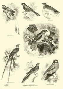 Seite aus dem Bildmuseum der belebten Natur