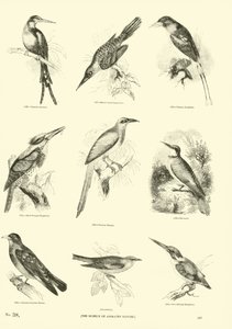 Seite aus dem Bildmuseum der belebten Natur von English School