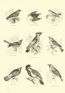 Seite aus dem Bildmuseum der belebten Natur von English School