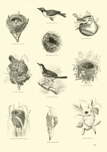 Seite aus dem Bildmuseum der belebten Natur von English School