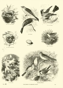 Seite aus dem Bildmuseum der belebten Natur von English School