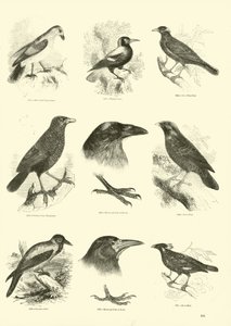 Seite aus dem Bildmuseum der belebten Natur
