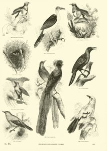 Seite aus dem Bildmuseum der belebten Natur von English School