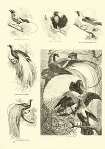 Seite aus dem Bildmuseum der belebten Natur von English School