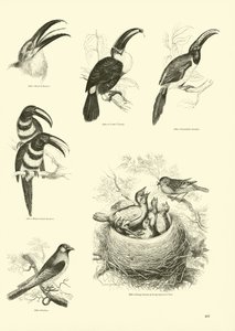 Seite aus dem Bildmuseum der belebten Natur von English School