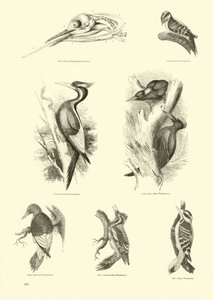 Seite aus dem Bildmuseum der belebten Natur