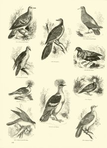 Seite aus dem Bildmuseum der belebten Natur von English School