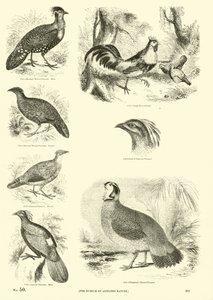 Seite aus dem Bildmuseum der belebten Natur