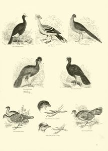Seite aus dem Bildmuseum der belebten Natur von English School