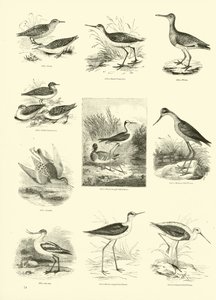 Seite aus dem Bildmuseum der belebten Natur von English School