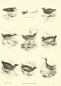 Seite aus dem Bildmuseum der belebten Natur von English School