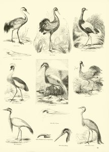 Seite aus dem Bildmuseum der belebten Natur von English School