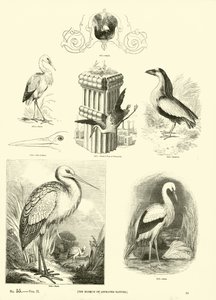 Seite aus dem Bildmuseum der belebten Natur von English School