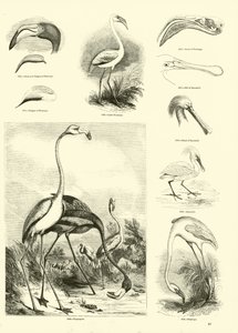 Seite aus dem Bildmuseum der belebten Natur von English School