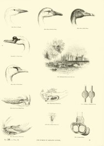 Seite aus dem Bildmuseum der belebten Natur von English School
