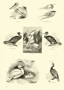 Seite aus dem Bildmuseum der belebten Natur von English School