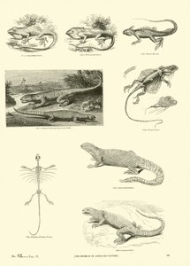 Seite aus dem Bildmuseum der belebten Natur