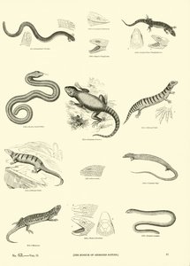 Seite aus dem Bildmuseum der belebten Natur von English School