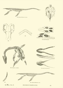 Seite aus dem Bildmuseum der belebten Natur