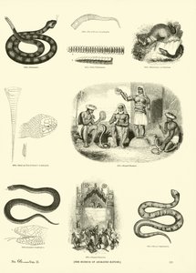 Seite aus dem Bildmuseum der belebten Natur von English School