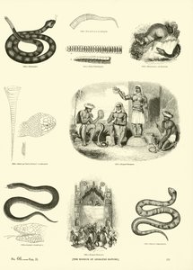 Seite aus dem Bildmuseum der belebten Natur von English School