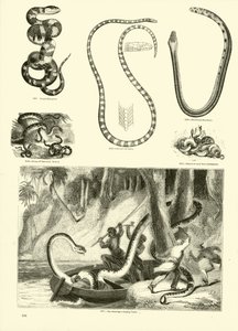 Seite aus dem Bildmuseum der belebten Natur