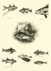 Seite aus dem Bildmuseum der belebten Natur von English School