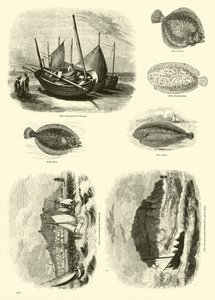 Seite aus dem Bildmuseum der belebten Natur von English School