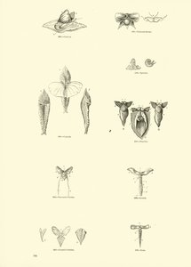 Seite aus dem Bildmuseum der belebten Natur von English School