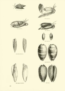 Seite aus dem Bildmuseum der belebten Natur von English School