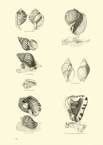 Seite aus dem Bildmuseum der belebten Natur