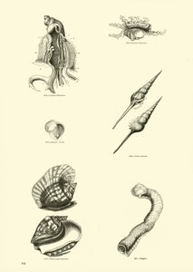 Seite aus dem Bildmuseum der belebten Natur von English School