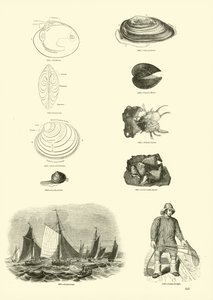 Seite aus dem Bildmuseum der belebten Natur von English School