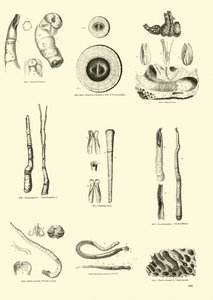Seite aus dem Bildmuseum der belebten Natur von English School