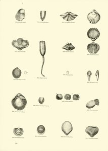 Seite aus dem Bildmuseum der belebten Natur