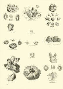 Seite aus dem Bildmuseum der belebten Natur von English School