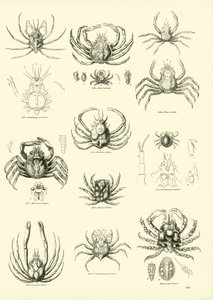 Seite aus dem Bildmuseum der belebten Natur von English School