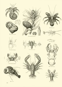 Seite aus dem Bildmuseum der belebten Natur von English School