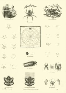 Seite aus dem Bildmuseum der belebten Natur von English School
