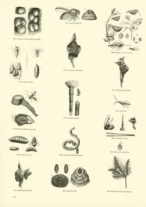 Seite aus dem Bildmuseum der belebten Natur von English School