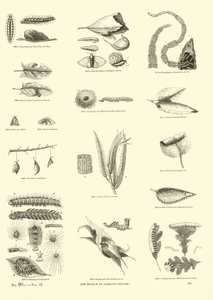 Seite aus dem Bildmuseum der belebten Natur