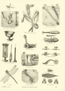 Seite aus dem Bildmuseum der belebten Natur von English School