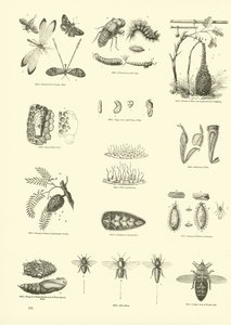 Seite aus dem Bildmuseum der belebten Natur