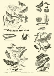 Seite aus dem Bildmuseum der belebten Natur von English School