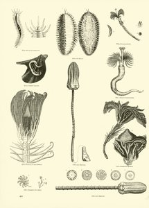 Seite aus dem Bildmuseum der belebten Natur von English School