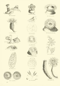 Seite aus dem Bildmuseum der belebten Natur von English School