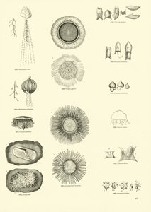 Seite aus dem Bildmuseum der belebten Natur von English School