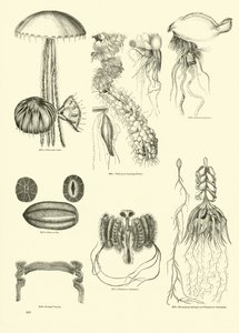 Seite aus dem Bildmuseum der belebten Natur von English School
